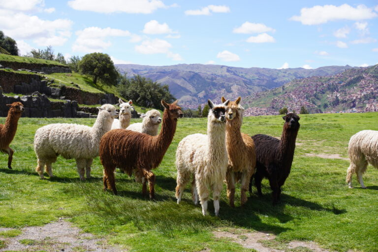 Peru Family Vacation Itinerary: 8 and 10-Day Routes With Kids