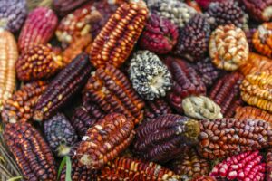 Colorful Peruvian corn, Cusco food