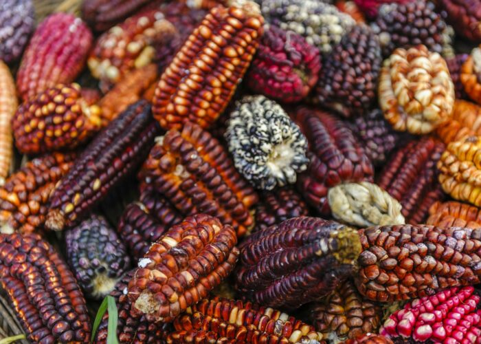 Colorful Peruvian corn, Cusco food