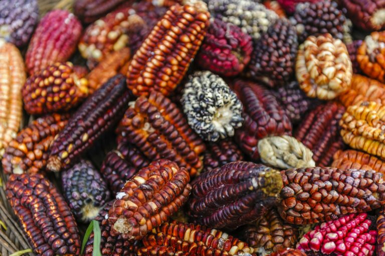 Best Food in Cusco: 5 Must Try Dishes for Food Lovers