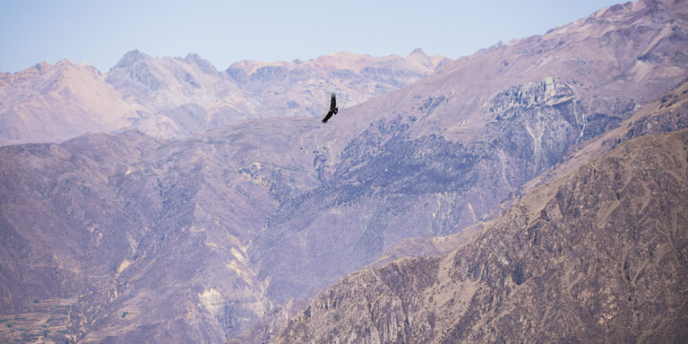 Arequipa, Colca & transfer to Puno