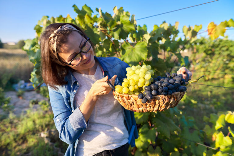 Pisco Route & Vineyards Tour From Ica