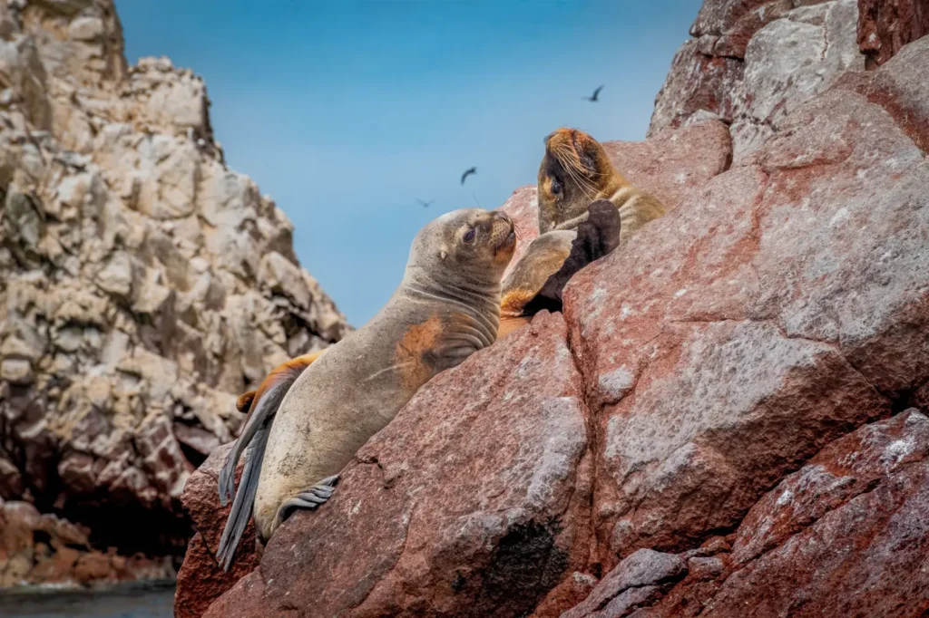 Two sea lions resting on red rocks at the Ballestas Islands