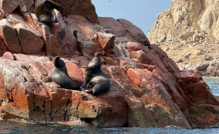 Sea lions on red rocks seen from the boat, Ballestas Islands