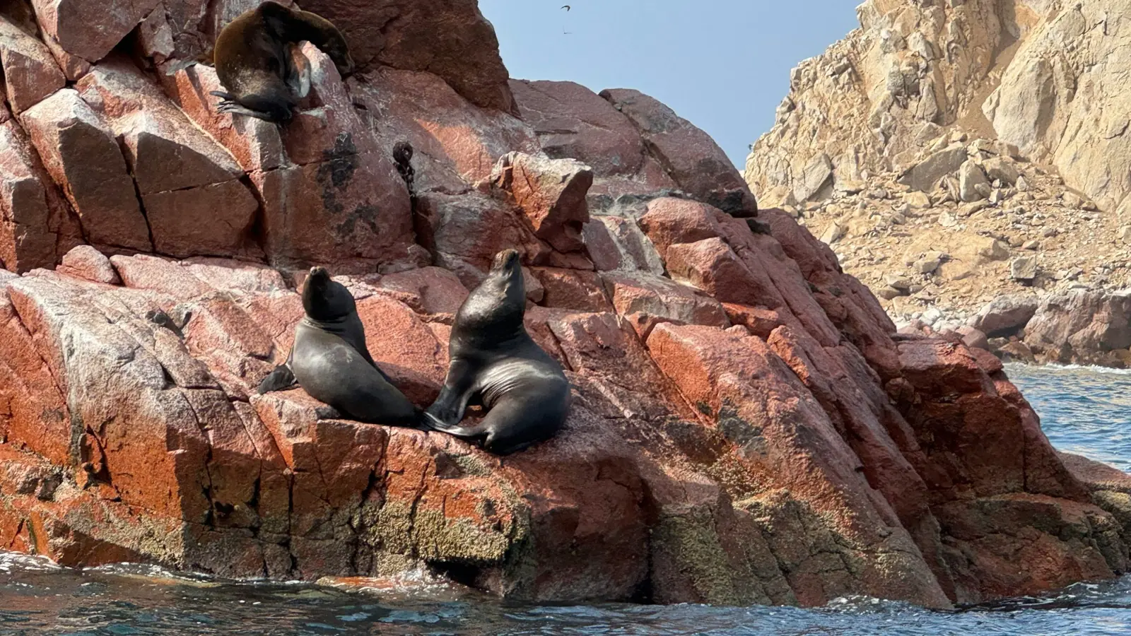 Sea lions on red rocks seen from the boat, Ballestas Islands Sea lions on red rocks seen from the boat, Ballestas Islands