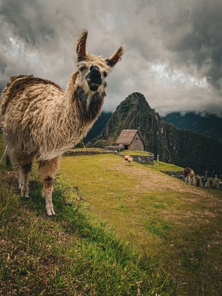 Llama grazing on the terraces of Machu Picchu with Huayna Picchu behind