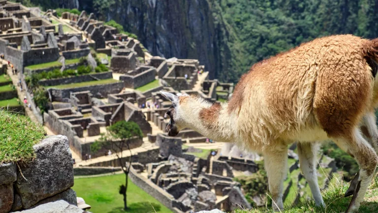 Machu Picchu