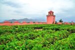 Campanario colonial de la bodega Tacama en el valle de Ica