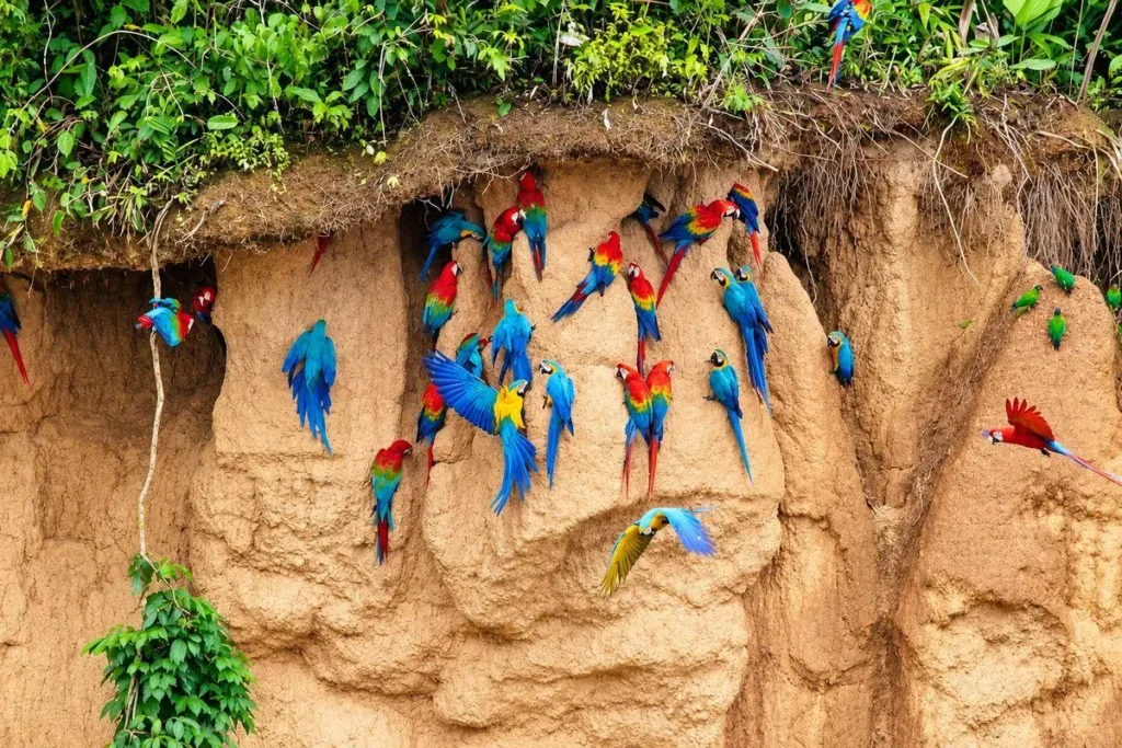Macaws gathering at a clay lick