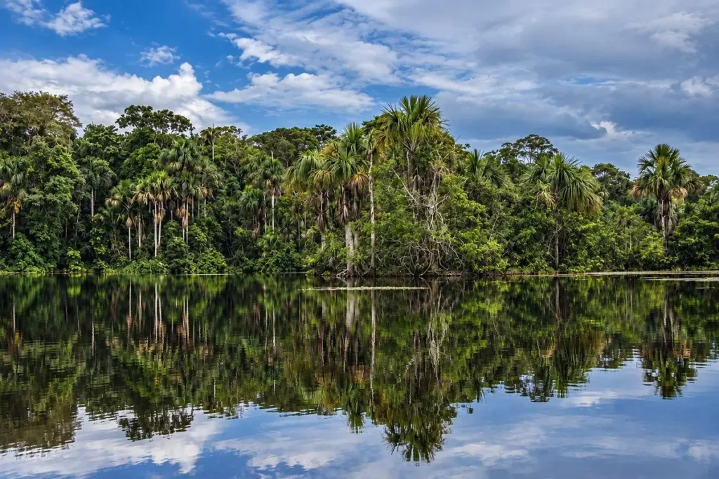 Oxbow lake surrounded by palms in Tambopata