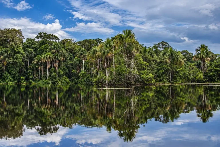 Oxbow lake surrounded by palms in Tambopata