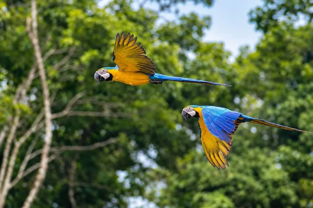 Two macaws in flight